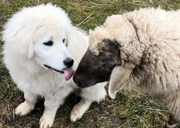 Appartamento Ranch Fah